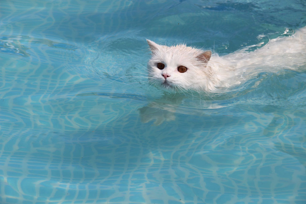 10 Photos of Cats that Defy the Myth of Being Afraid of Water, Super Cute and Adorable