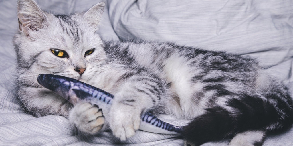 10 Cute Cat Pictures Playing with Flappy Fish Toys, from Cheerful All Day to Becoming a Pillow