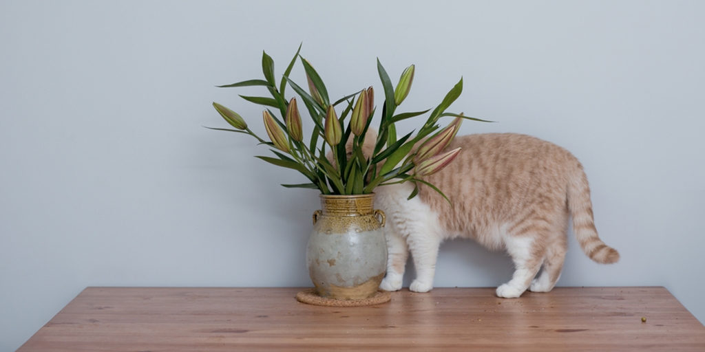 10 Cute Cat Pictures When Trying to Hide from Their Owners, So Adorable!