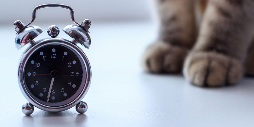 10 Ideal Daily Cat Schedules, Helps Maintain Physical and Mental Fitness