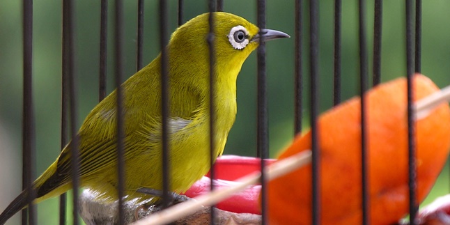 10 Types of Pleci Birds in Indonesia, Recognize Their Physical Characteristics