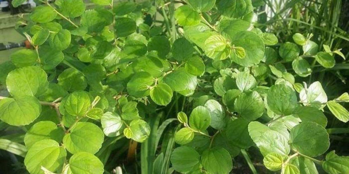 10 Benefits of Bidara Leaves for Body Health, Helps Lower Cholesterol and Blood Sugar