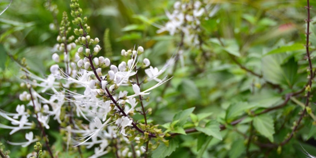 10 Benefits of Cat Whiskers and Leaves, Becoming Herbal Medicine for Chronic Diseases