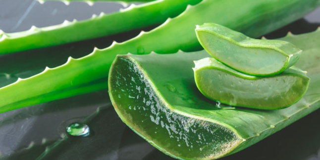 10 Benefits of Aloe Vera for Health, Suitable for Diet - Immune Booster