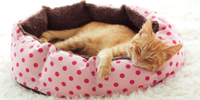 10 Adorable Pictures of Sleeping Beloved Cats, Can't Resist Wanting to Hug!