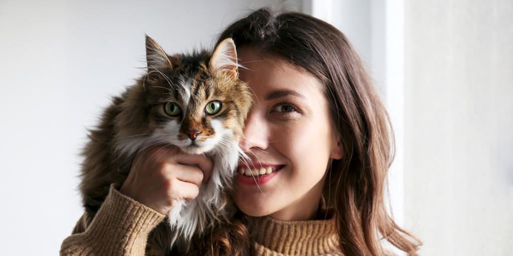 10 Difficult Breeds for Beginner Cat Owners, Consider Before Owning Them