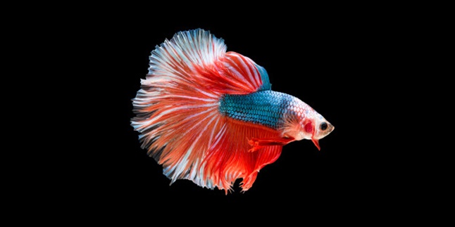 11 Practical, Nutritious, and Color-Fading Preventing Betta Fish Foods