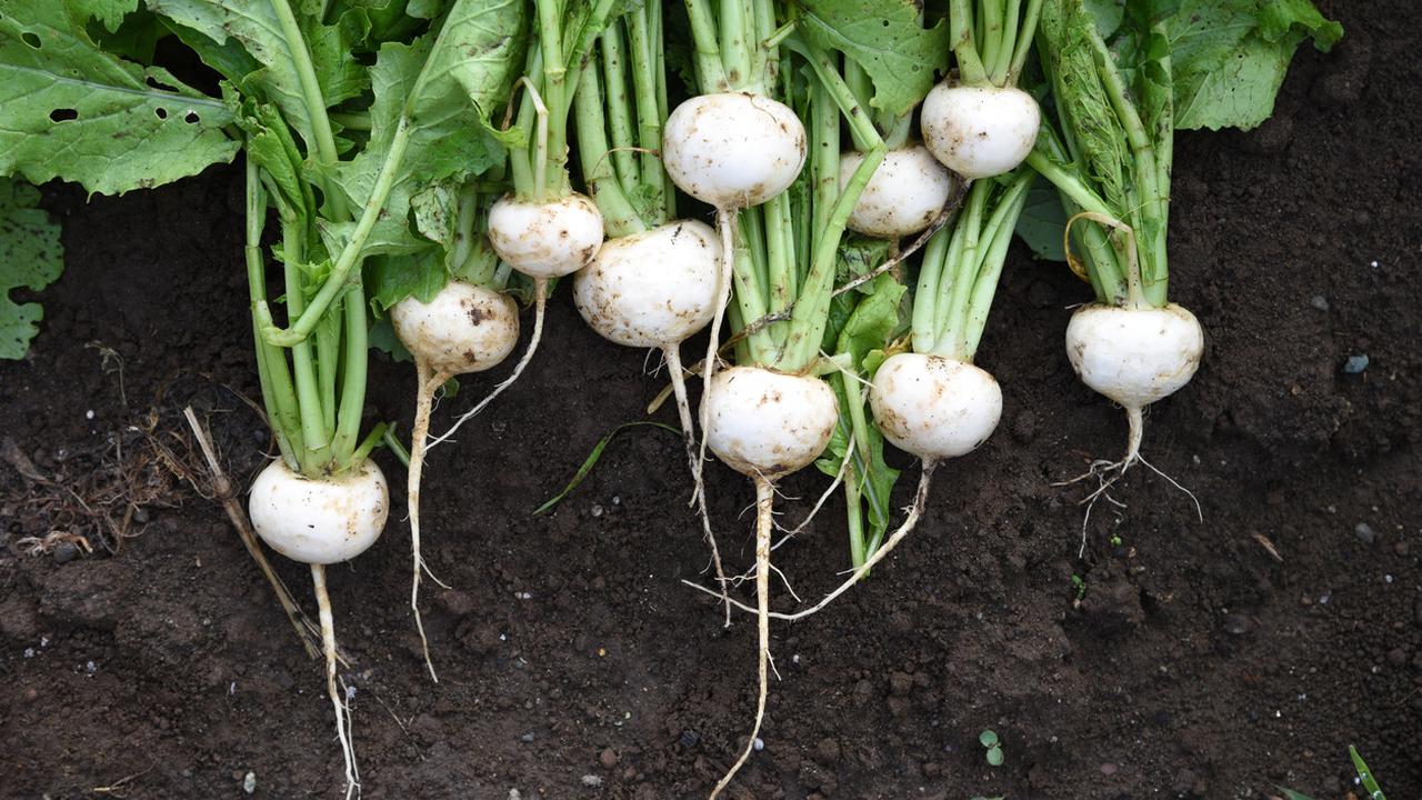 11 Benefits of White Radish for Health that are Rarely Known, One of them Can Relieve Flu