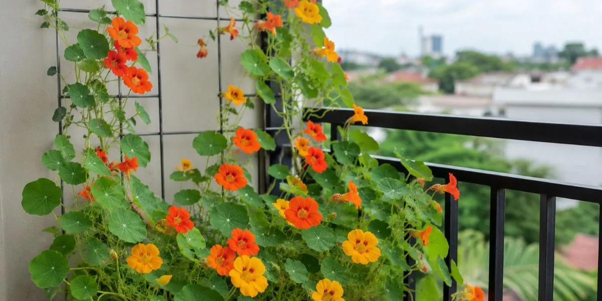 11 Climbing Plants to Beautify Your Balcony, Transform a Narrow Corner into a Greener Space