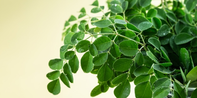 15 Benefits of Moringa Leaves for Health and Beauty, Along with How to Process Them