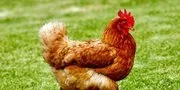 5 Langkah Ternak Ayam di Atap Rumah untuk Penuhi Gizi Keluarga Saat Krisis Pangan