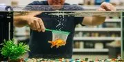 Arti Mimpi Dapat Ikan Mas: Simbol Keberuntungan dan Kemakmuran
