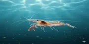 Arti Mimpi Melihat Banyak Udang Kecil: Simbol Keberuntungan dan Peluang