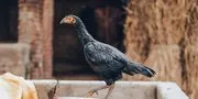 Fermentasi Pakan Ayam Modal 30 Ribu, Hemat Biaya Pakan 500 Ribu per Bulan