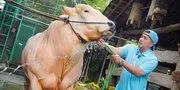 Irfan Hakim Juragan Sapi Jumbo, Dapat Kepercayaan dari Presiden Prabowo
