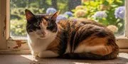 Nama Kucing Betina: Panduan Lengkap Memilih Nama yang Tepat untuk Si Bulu Cantik