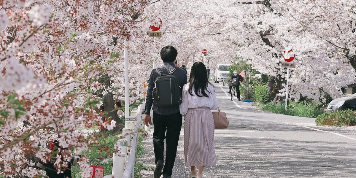 3 Meanings of Sakura Flowers in Japanese Culture, One of which is the Symbol of Short Life