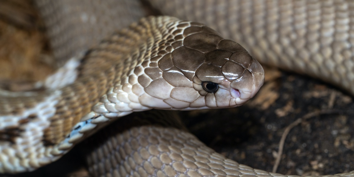 3 Meanings of Dreaming Being Bitten by a Cobra Snake According to Javanese Primbon, Beware It Could Be a Warning 