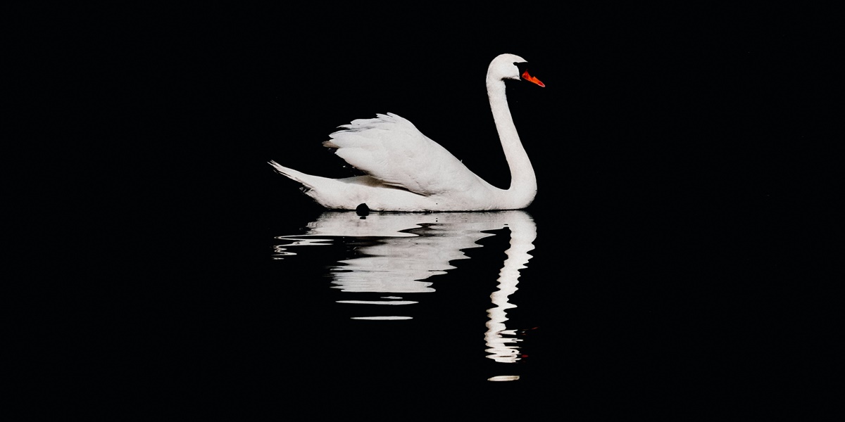 Meaning of Geese Sounding at Night According to Javanese Primbon, Could Be a Sign