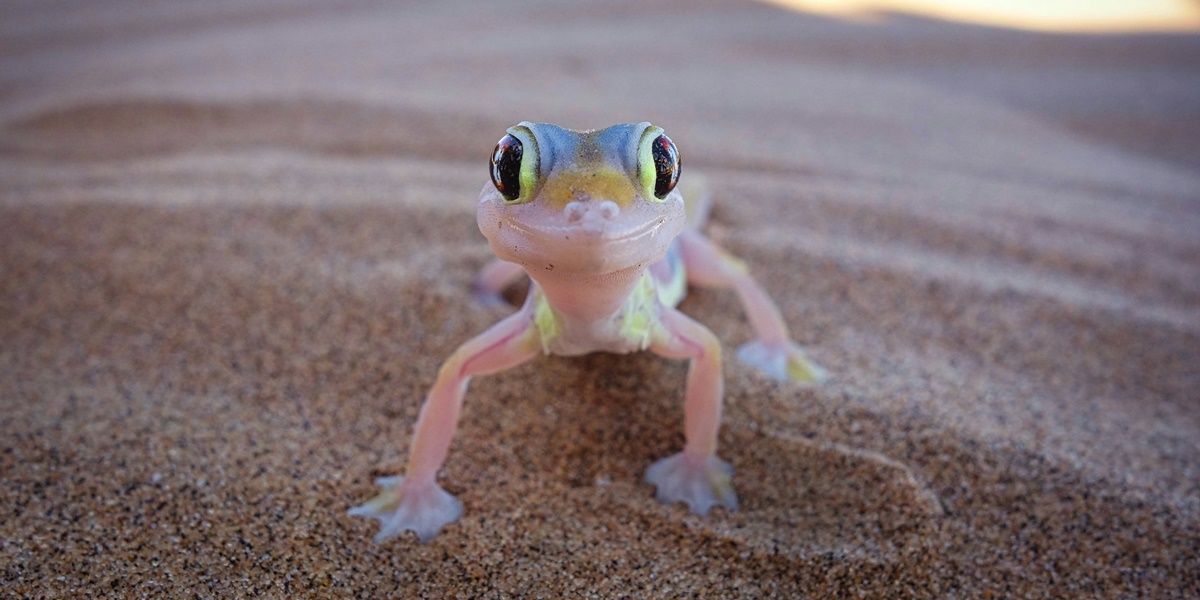 4 Meaning of Lizard Falling on the Right Shoulder According to Primbon Betaljemuradamakna, Brings Various Good Signs