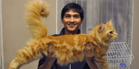 Lucky Hakim Jadi Jutawan Berkat Kucing  KapanLagi com