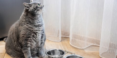 10 Aksi Kucing Lucu Hobi Minta Makan, Stop Sebelum Anabul Jadi 