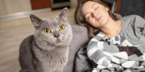 10 Cara Kucing Membangunkan Hooman Favoritnya di Tengah Malam, Imut Sih tapi Lama-Lama Bikin Bete