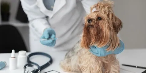 10 Cara Menghilangkan Kutu Anjing Secara Alami Aman Dan Ampuh Kapanlagi Com