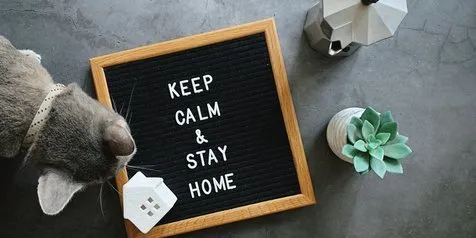 10 Foto Kucing Lucu yang Betah di Rumah, Jadi Mikir Dua Kali Kalau Mau Ditinggal Liburan