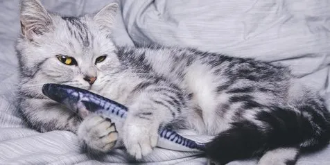 10 Gambar Kucing Lucu Bermain dengan Flappy Fish Toys, dari Riang Seharian Sampai Jadi Bantal