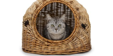 10 Kandang Kucing Lucu yang Tampilannya Estetik, Cocok Buat Dekor 