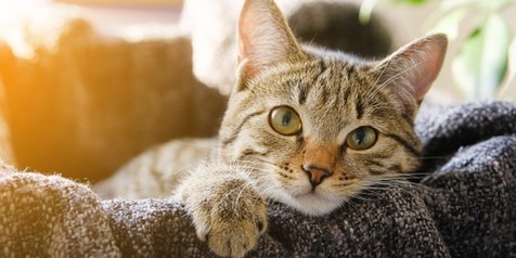 135 Nama-Nama Kucing Betina Dari Abjad A-Z yang Unik, Beserta 