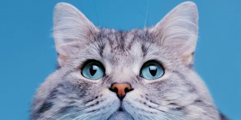 57 Nama-Nama Kucing Jantan A-Z, Unik dan Menggemaskan Buat Si Anabul