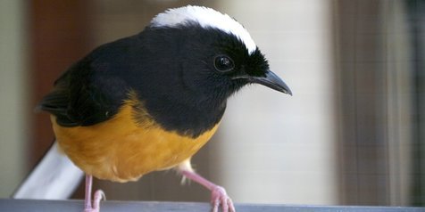 7 Jenis Burung Murai Batu Tercantik dari Berbagai Daerah di Indonesia -  Kapanlagi.com