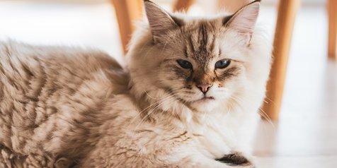 8 Jenis Kucing Terunik di Dunia, Bikin Gemas Maksimal - Kapanlagi.com