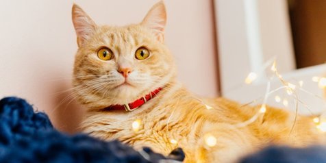 80 Nama Kucing yang Bagus dan Unik, Beserta Dengan Artinya 