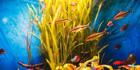 5100 Dekorasi Aquarium Air Tawar Terbaru