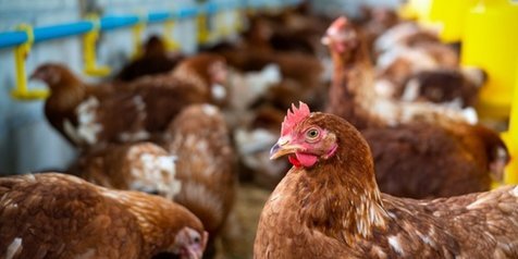 Adab Dan Niat Menyembelih Ayam Beserta Penjelasannya Dalam Islam Kapanlagi Com