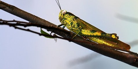 Arti Belalang Masuk Rumah Menurut Primbon Jawa, Bisa Jadi Pertanda Baik Akan Terjadi
