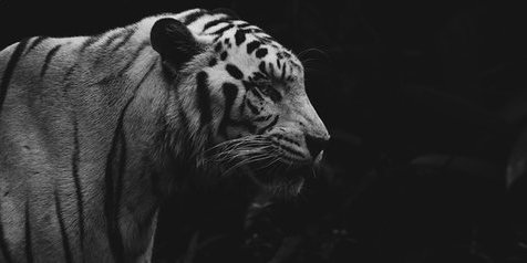 13 Arti Mimpi Dikejar Harimau dalam Berbagai Pandangan, Ada Pesan Baik dan Sebuah Peringatan