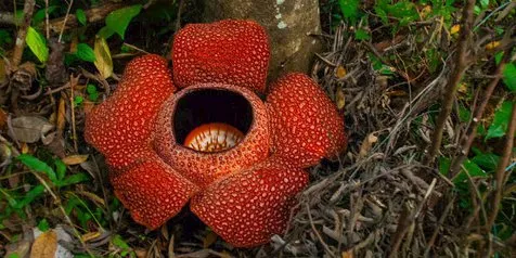 Berlangsung 5 Hari, Festival Bumi Rafflesia 2019 Hadir dengan Lebih Banyak Atraksi
