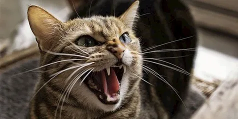 Cekoki Kucing Anggora dengan Ciu, Pria Ini Dikecam & Dipetisi Hukuman Penjara