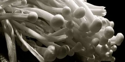 Diduga Jadi Penyebab Wabah Listeria di Amerika dan Australia, Ini 4 Fakta Jamur Enoki yang Ditarik dari Pasaran