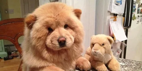 Foto Bikin Bingung Internet Hewan Ini Anjing Atau Beruang