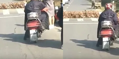Gara-Gara Ribuan Bebek Menyebrang, Jalan Jadi Macet