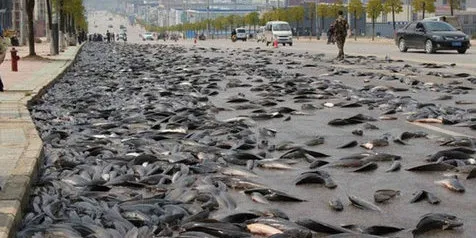 Hasil gambar untuk hujan ikan