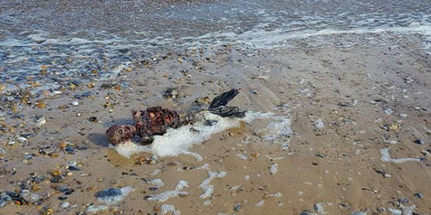 Gempar Ditemukan Sosok Mirip Putri  Duyung  di Pantai 