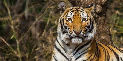 Perbedaan Harimau Dan Macan Hewan Yang Sering Disebut Satu
