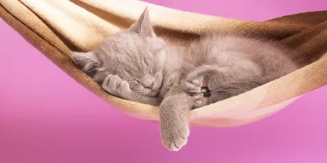 Hobi Merawat Kucing