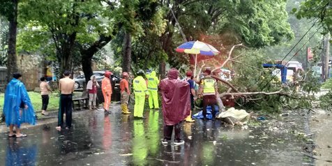 Hujan Deras! Seorang Pemotor di Kota Malang Tewas Tertimpa Pohon Roboh